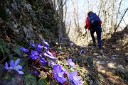 48 Hepatica nobilis